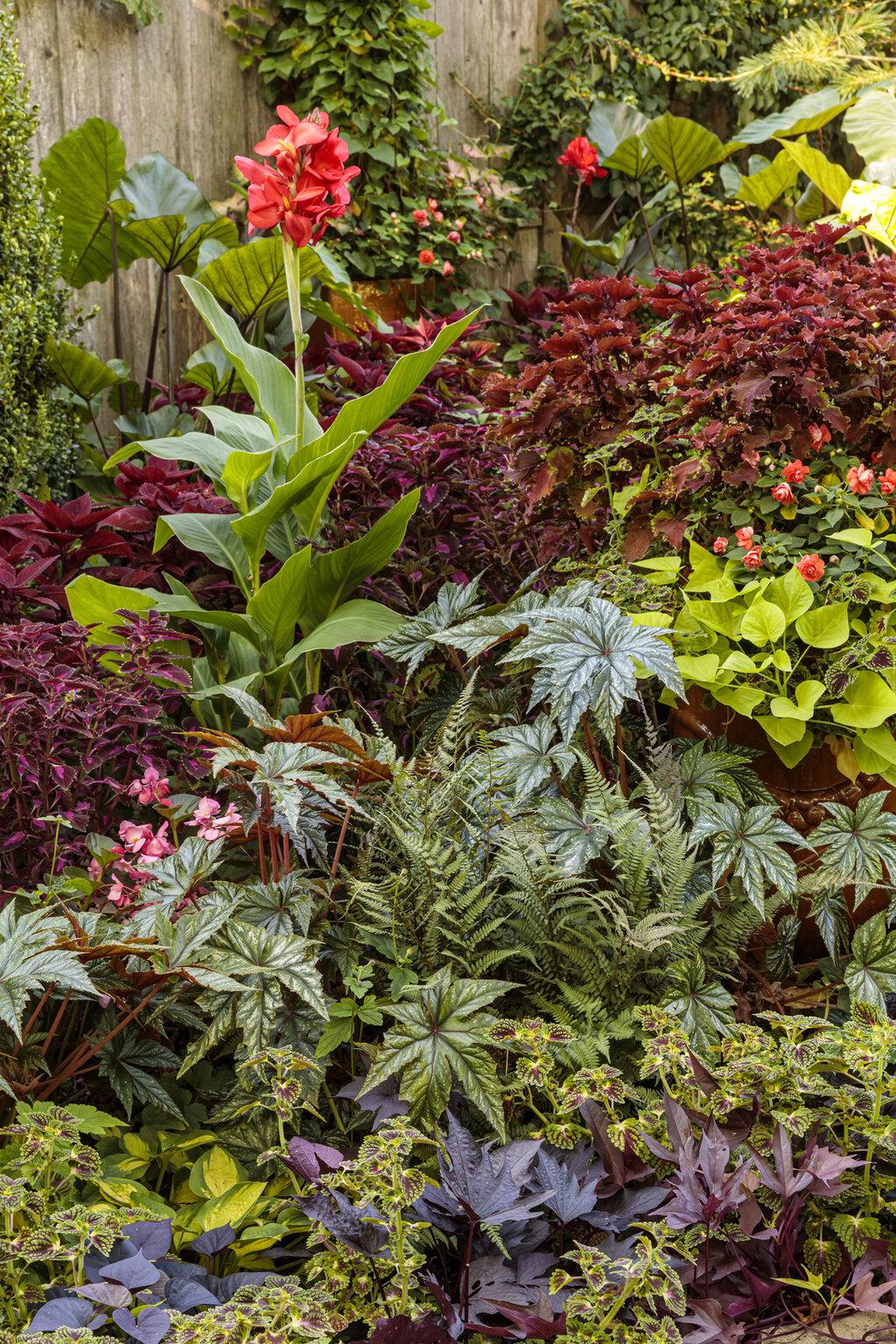 Coleus Colorblaze Rediculous - View 13 from www redcrocus com