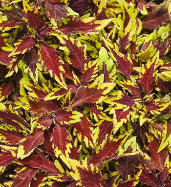 Coleus Colorblaze Rediculous - View 14 from www redcrocus com