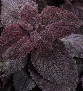 Coleus Colorblaze Rediculous - View 16 from www redcrocus com