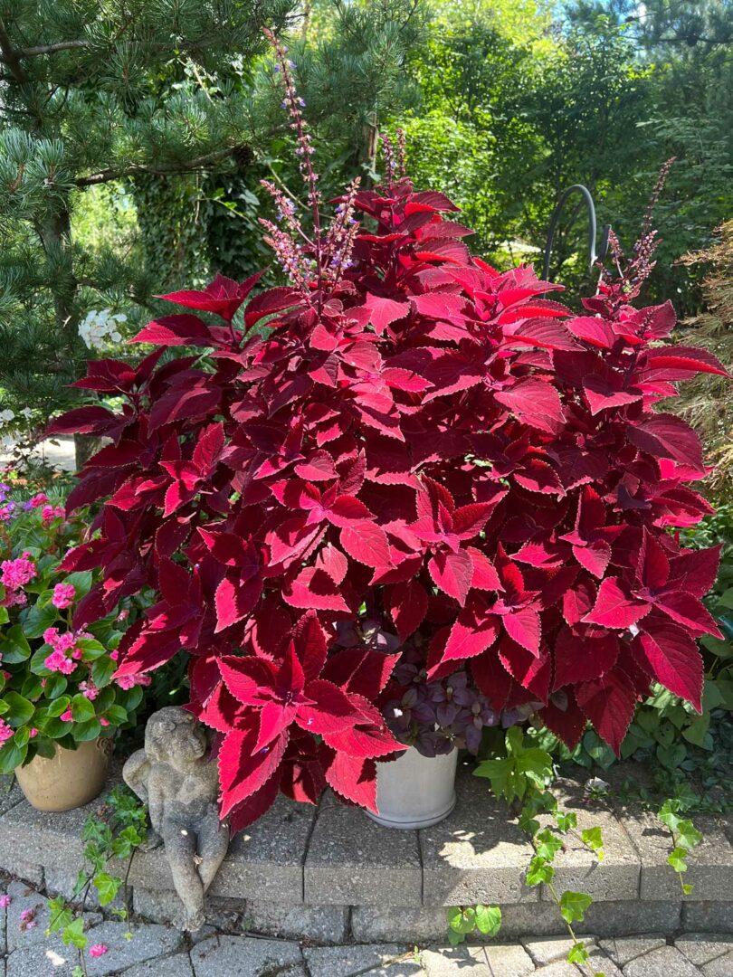 Coleus Colorblaze Rediculous - View 17 from www redcrocus com