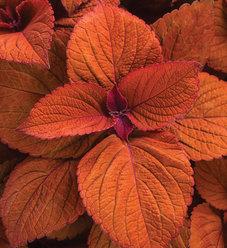 Coleus Colorblaze Rediculous - View 18 from www redcrocus com