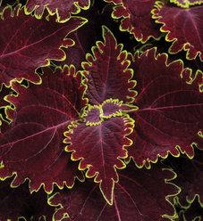 Coleus Colorblaze Rediculous - View 19 from www redcrocus com
