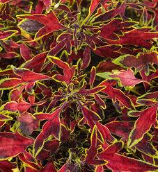 Coleus Colorblaze Rediculous - View 20 from www redcrocus com