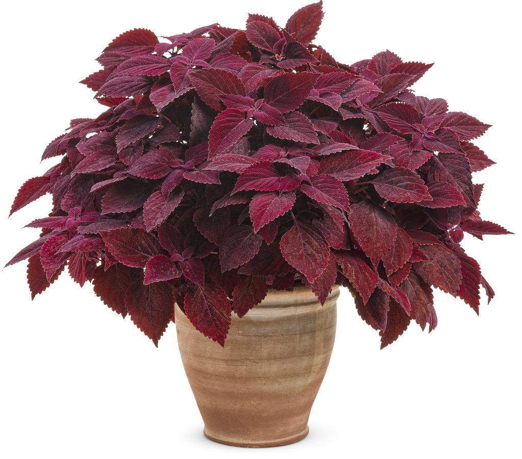 Coleus Colorblaze Rediculous - View 2 from www redcrocus com