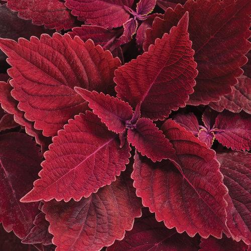 Coleus Colorblaze Rediculous - View 3 from www redcrocus com