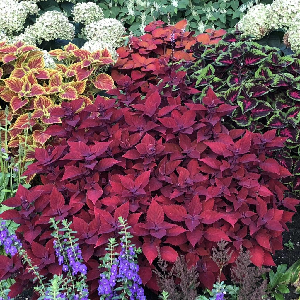 Coleus Colorblaze Rediculous - View 4 from www redcrocus com