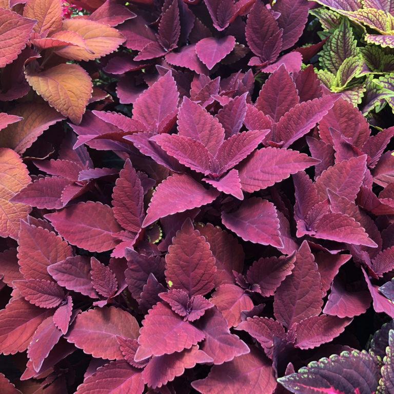 Coleus Colorblaze Rediculous - View 5 from www redcrocus com