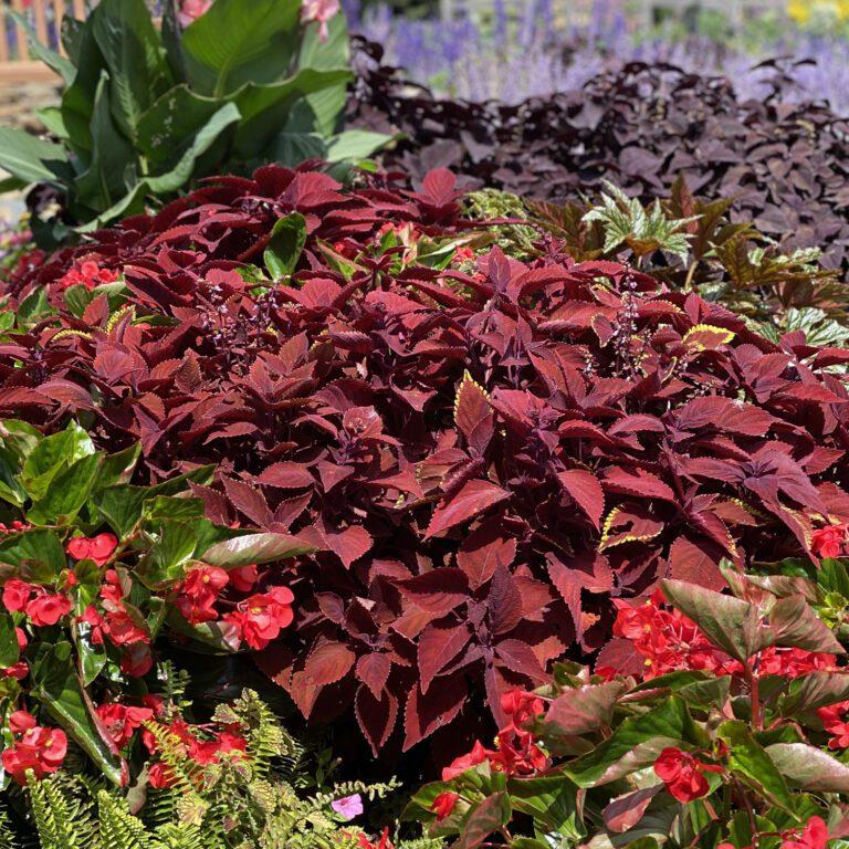 Coleus Colorblaze Rediculous - View 6 from www redcrocus com