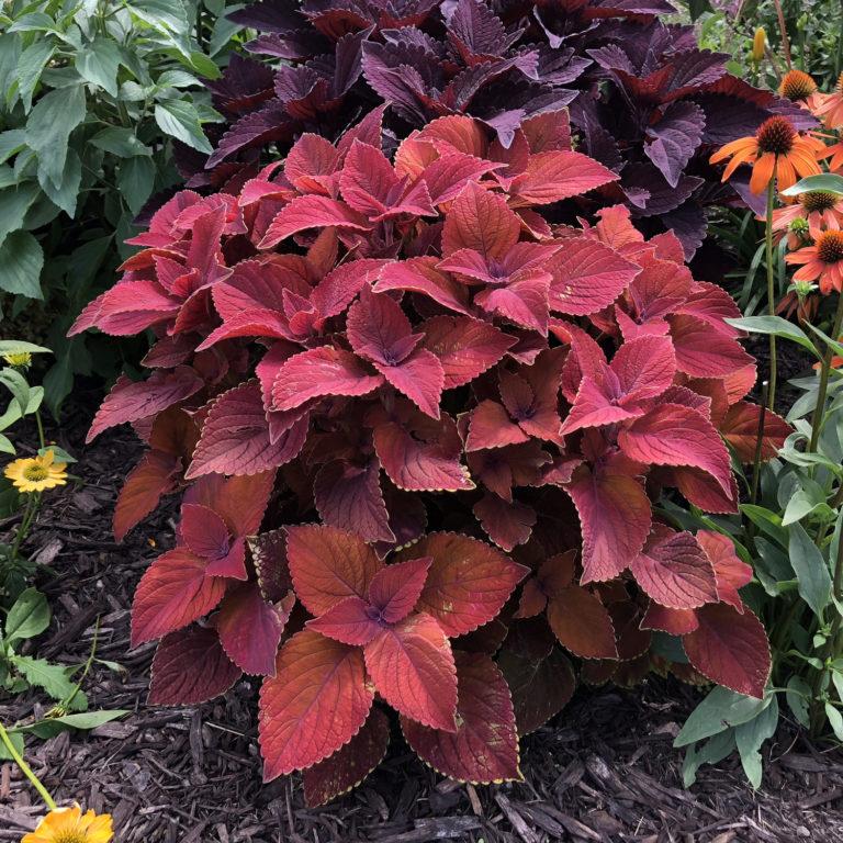 Coleus Colorblaze Rediculous - View 7 from www redcrocus com