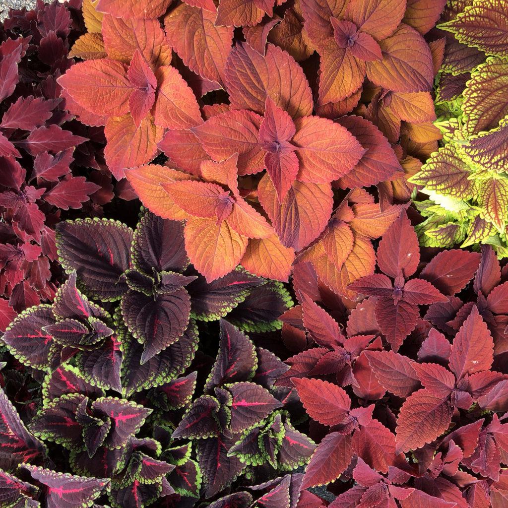 Coleus Colorblaze Rediculous - View 8 from www redcrocus com
