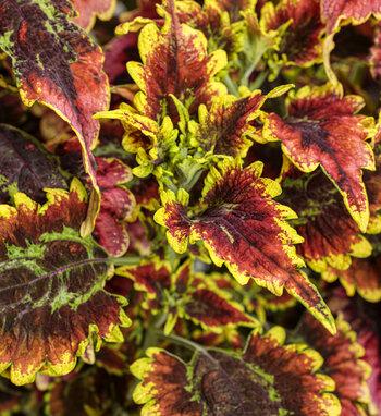 Coleus Colorblaze Rediculous - View 9 from www redcrocus com