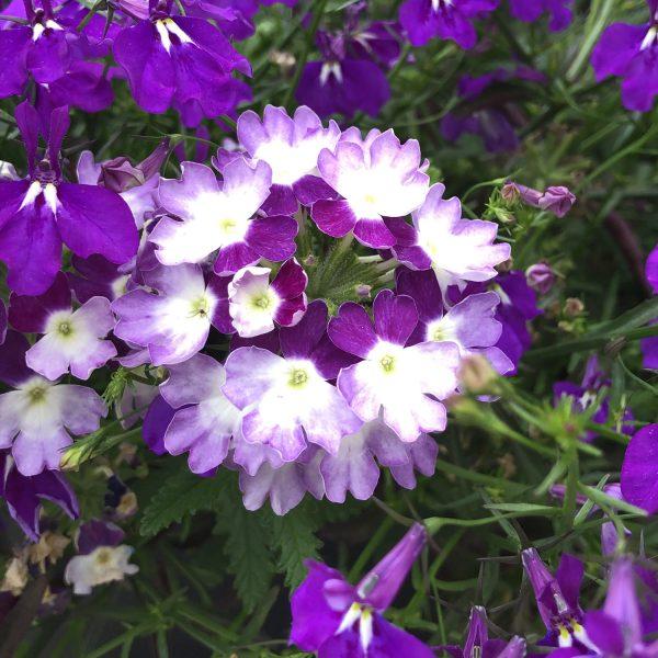 Verbena Superbena Sparkling Amethyst - View 10 from www redcrocus com