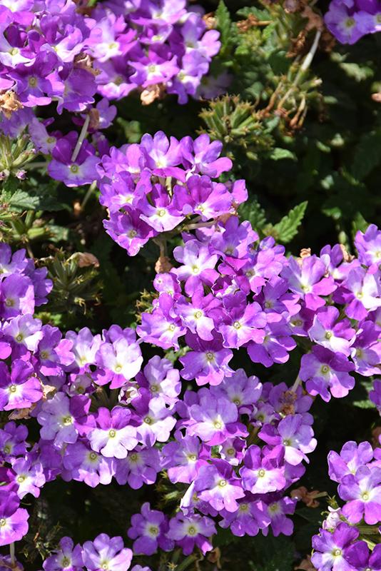 Verbena Superbena Sparkling Amethyst - View 11 from www redcrocus com