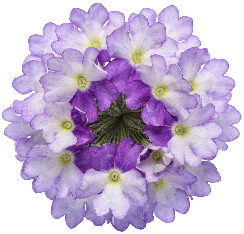 Verbena Superbena Sparkling Amethyst - View 12 from www redcrocus com
