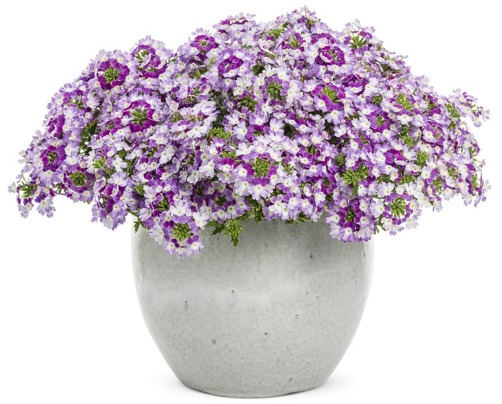 Verbena Superbena Sparkling Amethyst - View 13 from www redcrocus com