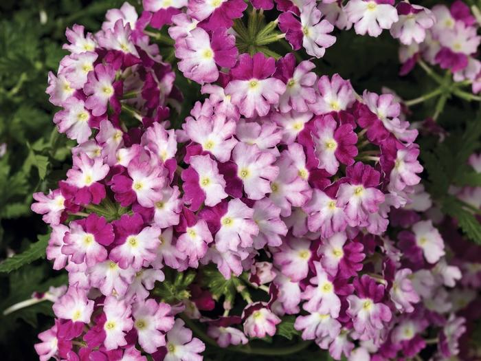 Verbena Superbena Sparkling Amethyst - View 14 from www redcrocus com