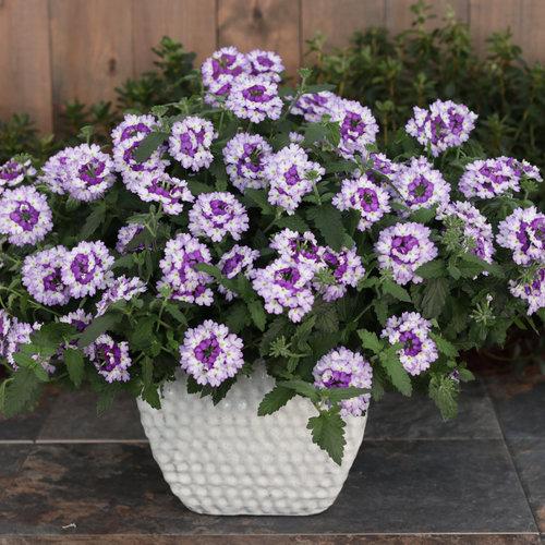 Verbena Superbena Sparkling Amethyst - View 15 from www redcrocus com