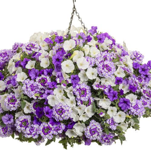 Verbena Superbena Sparkling Amethyst - View 17 from www redcrocus com