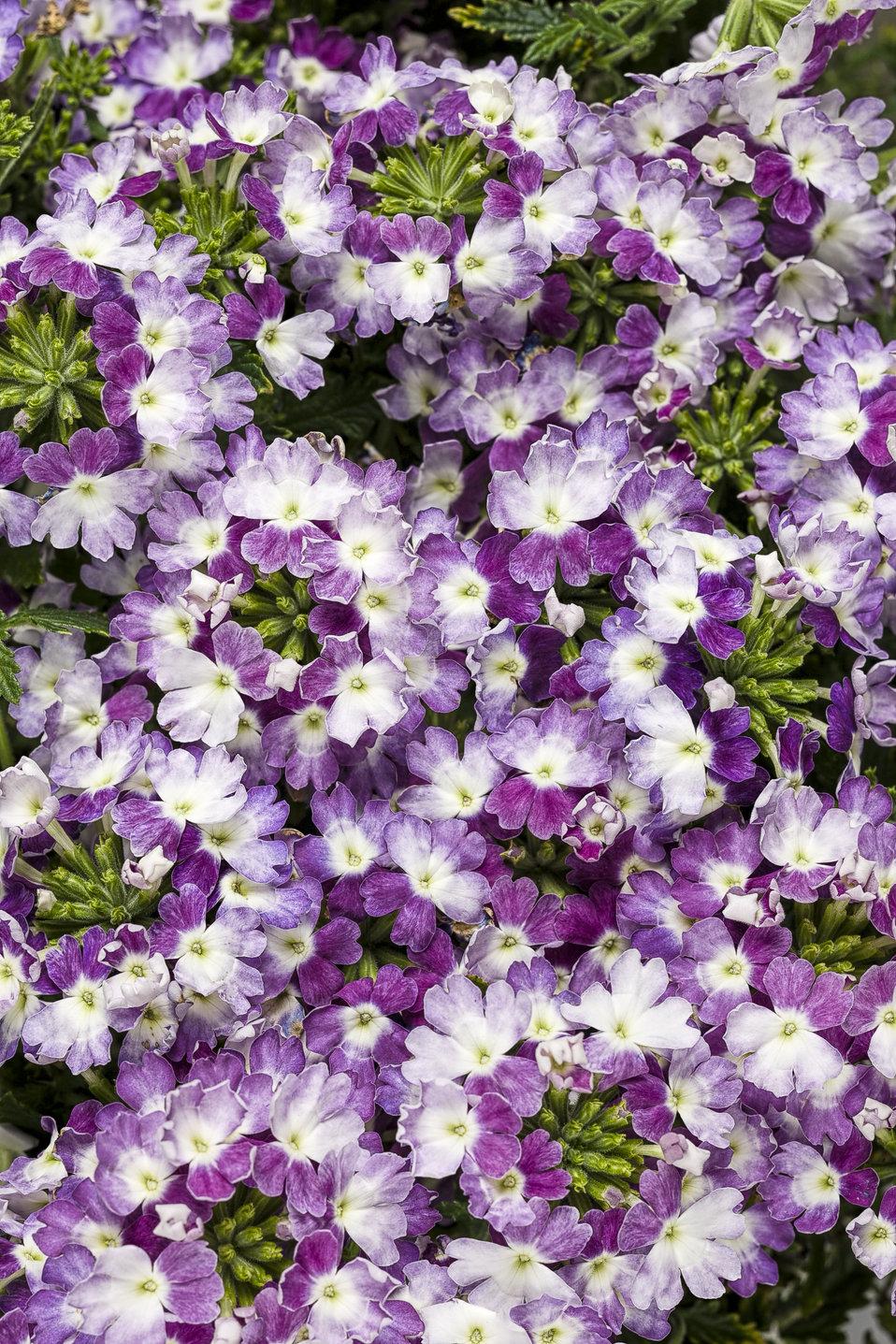 Verbena Superbena Sparkling Amethyst - View 1 from www redcrocus com