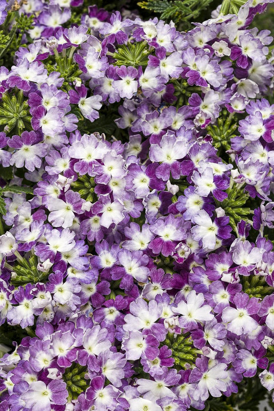 Verbena Superbena Sparkling Amethyst - View 1 from www redcrocus com