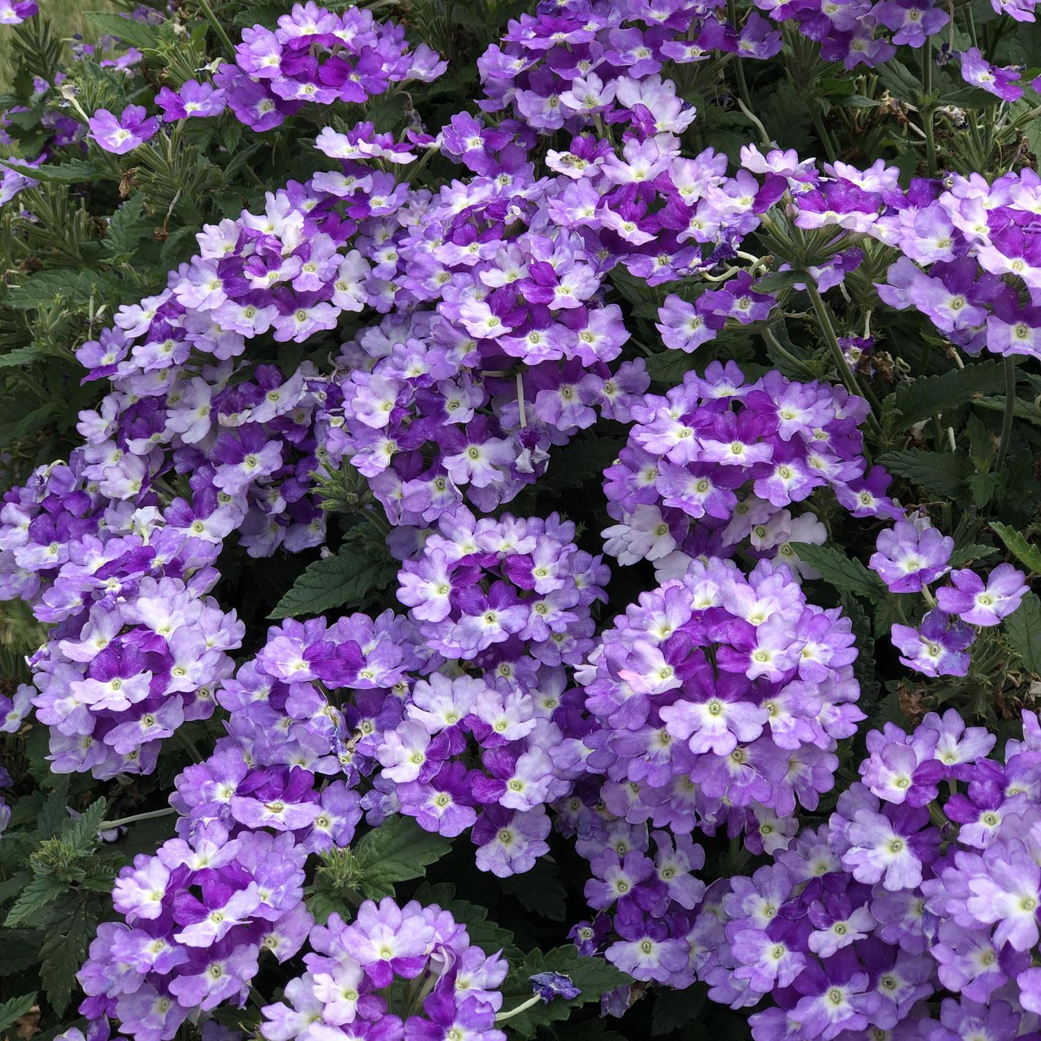 Verbena Superbena Sparkling Amethyst - View 2 from www redcrocus com