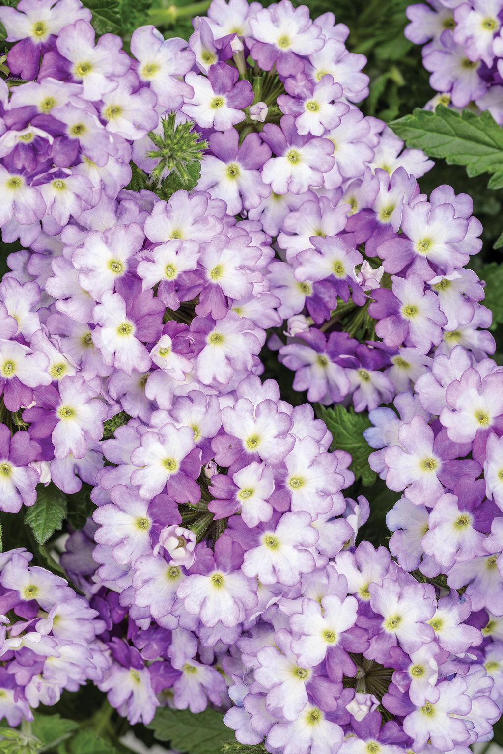 Verbena Superbena Sparkling Amethyst - View 3 from www redcrocus com