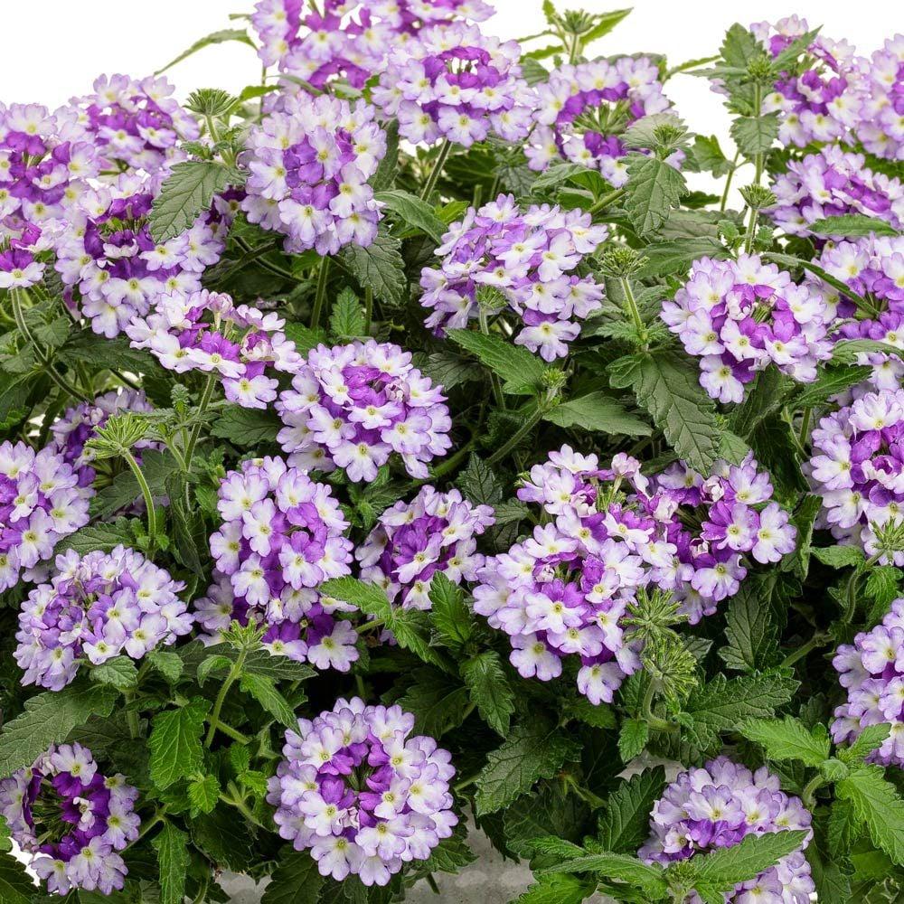 Verbena Superbena Sparkling Amethyst - View 4 from www redcrocus com