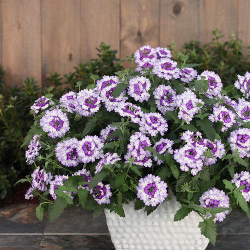 Verbena Superbena Sparkling Amethyst - View 5 from www redcrocus com