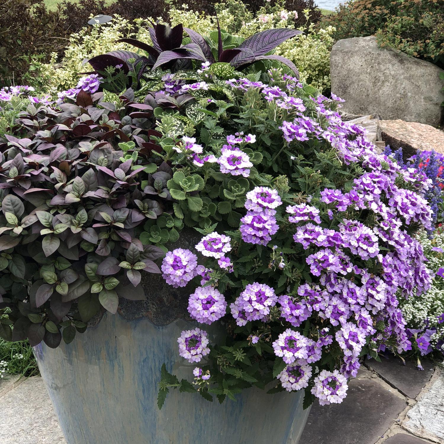 Verbena Superbena Sparkling Amethyst - View 7 from www redcrocus com