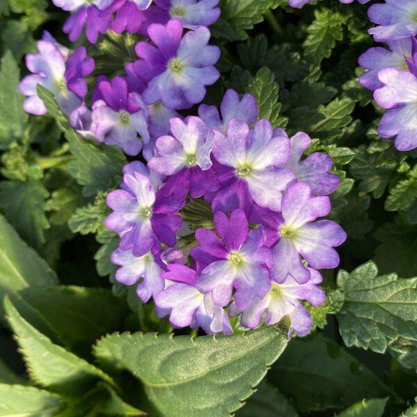 Verbena Superbena Sparkling Amethyst - View 8 from www redcrocus com