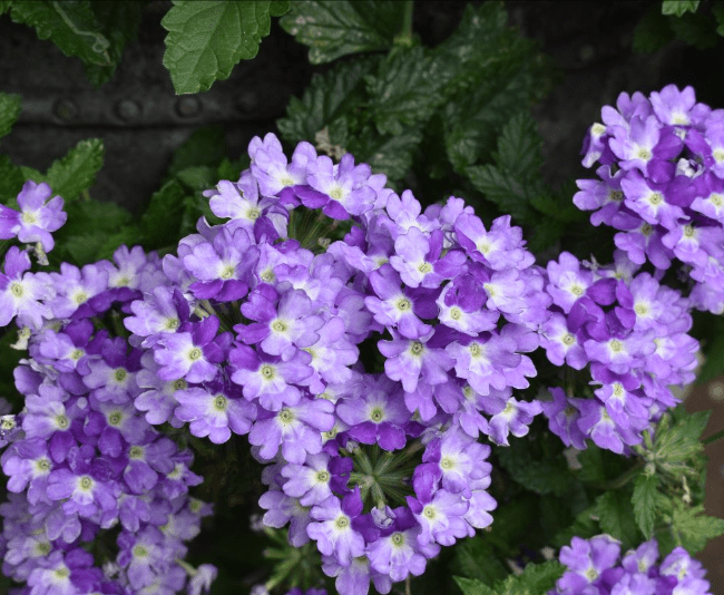 Verbena Superbena Sparkling Amethyst - View 9 from www redcrocus com
