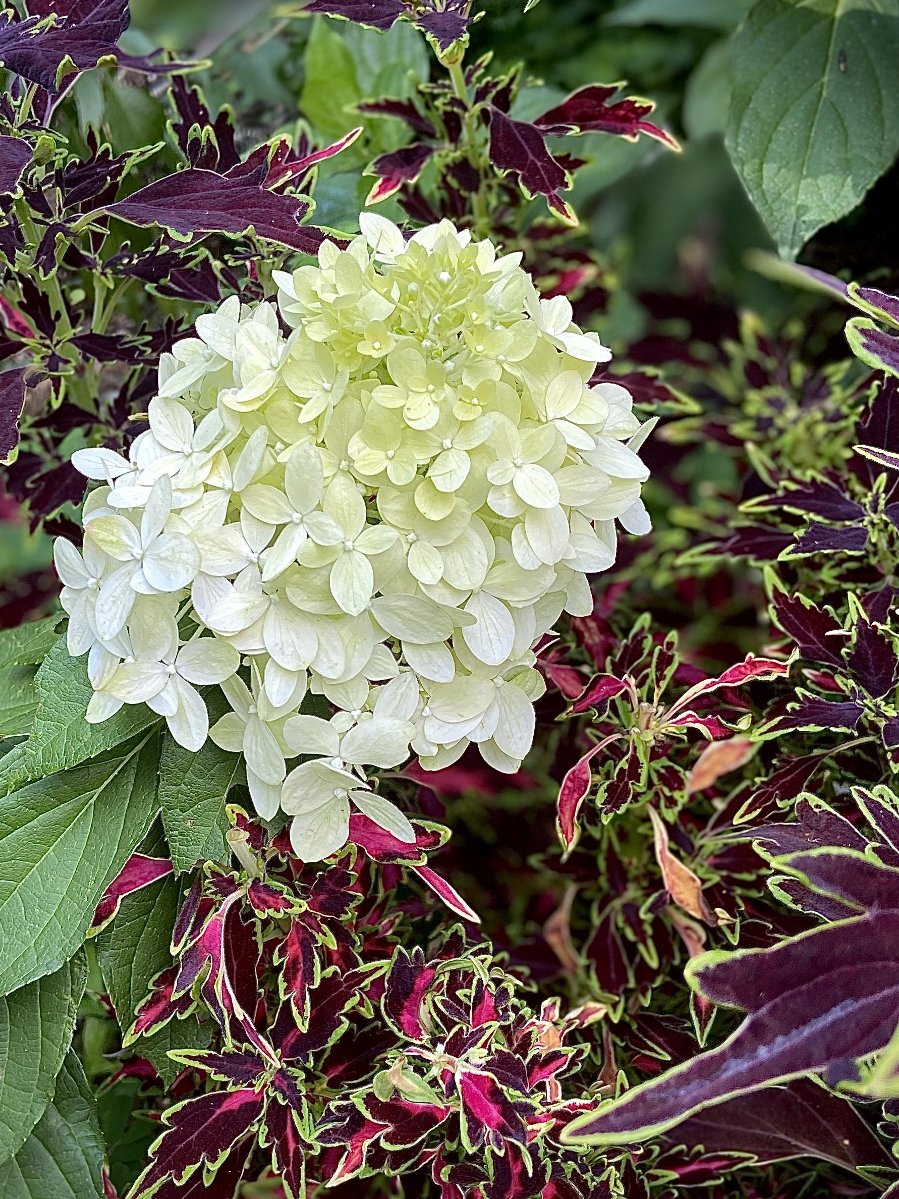 Coleus Colorblaze Mini Me Watermelon - View 12 from www redcrocus com