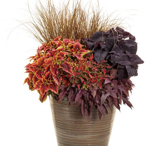 Coleus Colorblaze Mini Me Watermelon - View 13 from www redcrocus com