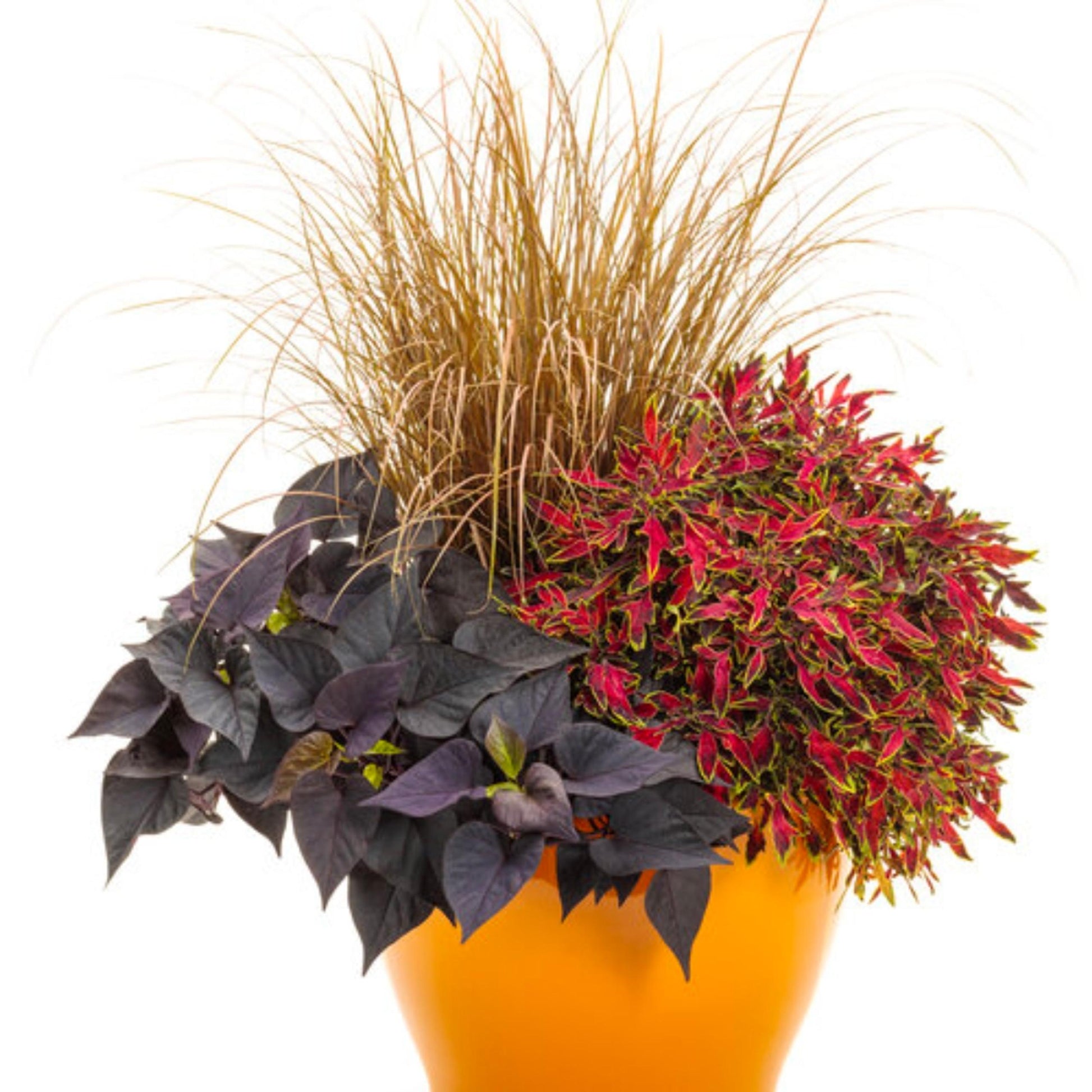 Coleus Colorblaze Mini Me Watermelon - View 14 from www redcrocus com