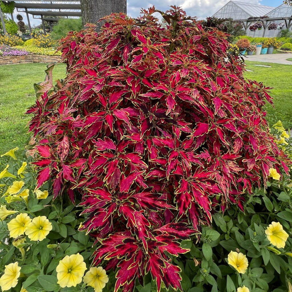Coleus Colorblaze Mini Me Watermelon - View 2 from www redcrocus com