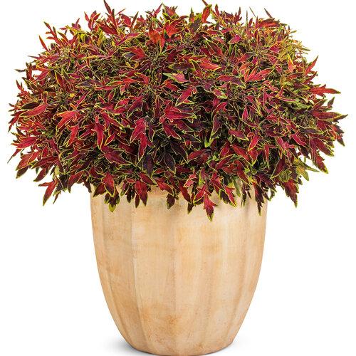 Coleus Colorblaze Mini Me Watermelon - View 3 from www redcrocus com