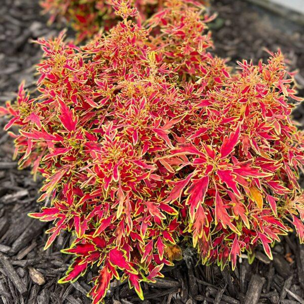 Coleus Colorblaze Mini Me Watermelon - View 4 from www redcrocus com