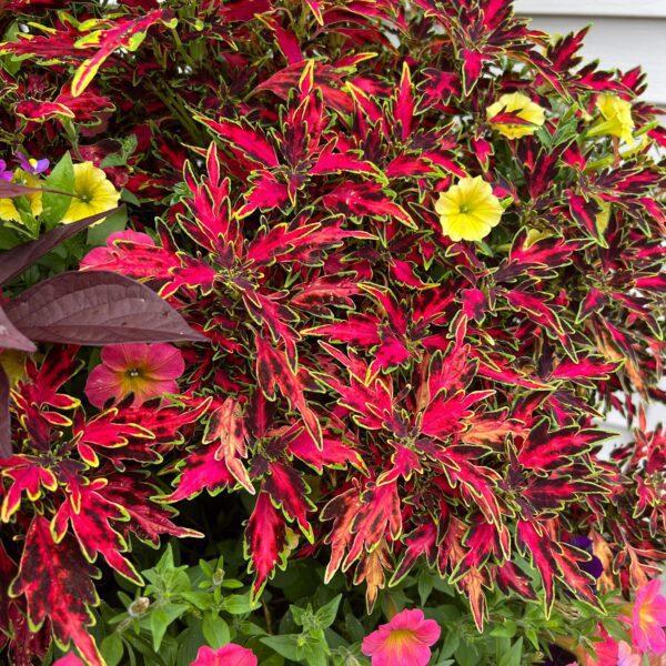 Coleus Colorblaze Mini Me Watermelon - View 5 from www redcrocus com