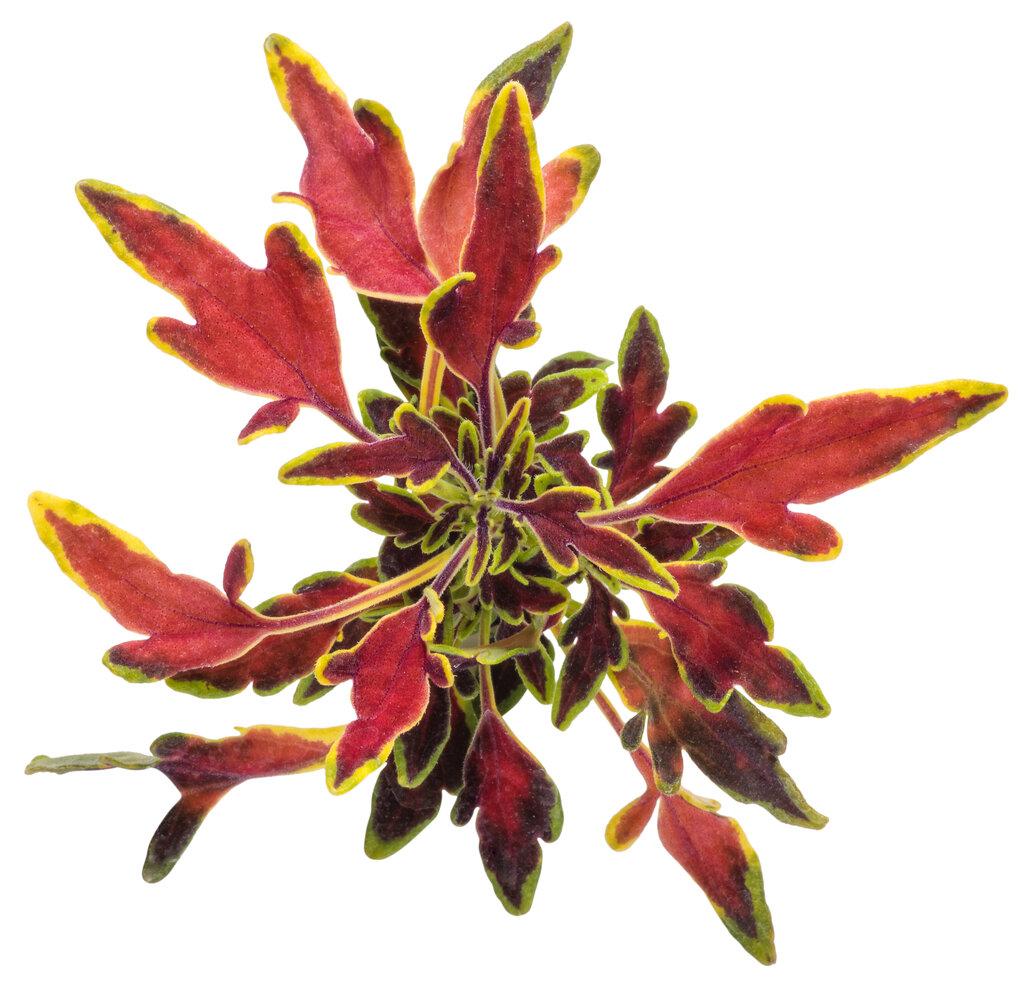 Coleus Colorblaze Mini Me Watermelon - View 6 from www redcrocus com