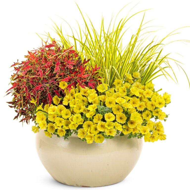 Coleus Colorblaze Mini Me Watermelon - View 7 from www redcrocus com