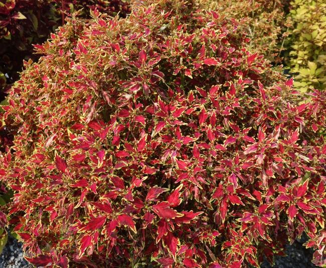 Coleus Colorblaze Mini Me Watermelon - View 8 from www redcrocus com