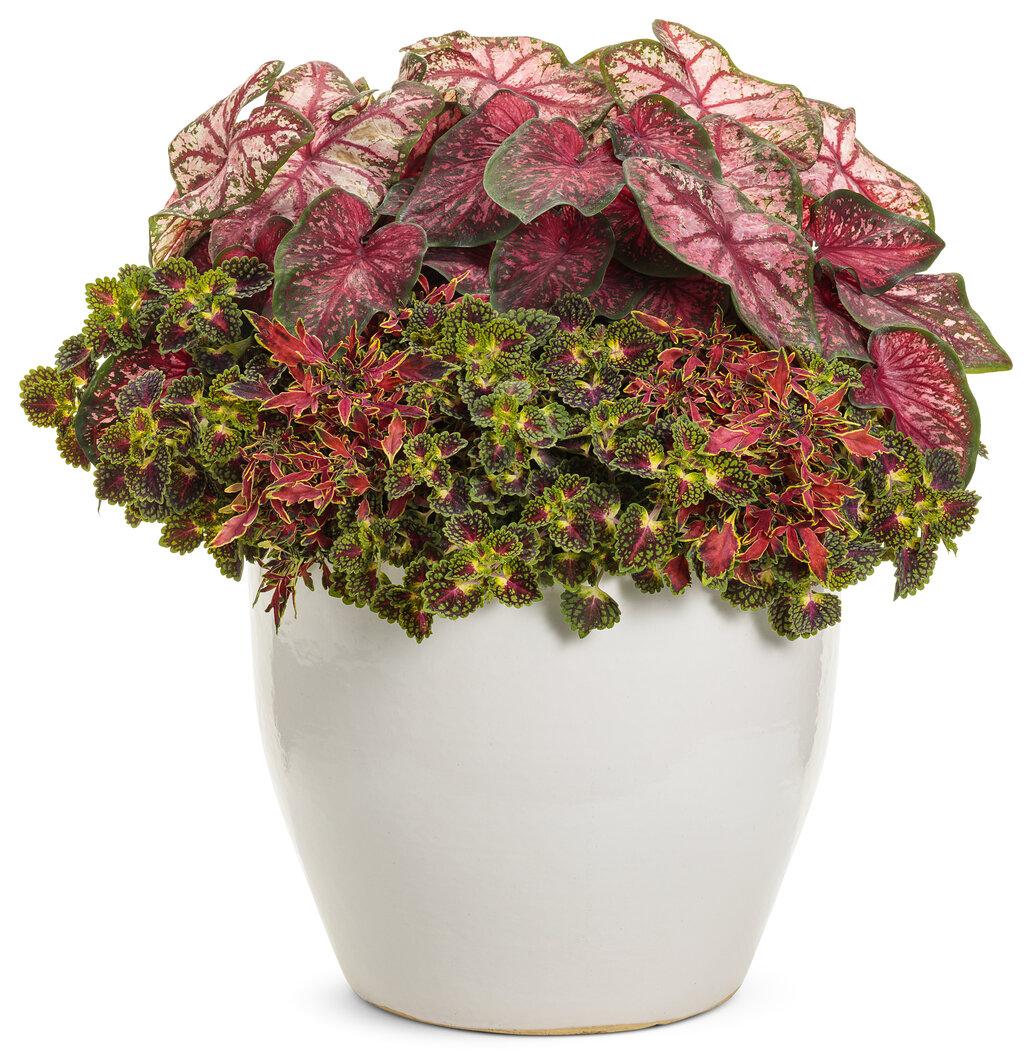 Coleus Colorblaze Mini Me Watermelon - View 9 from www redcrocus com