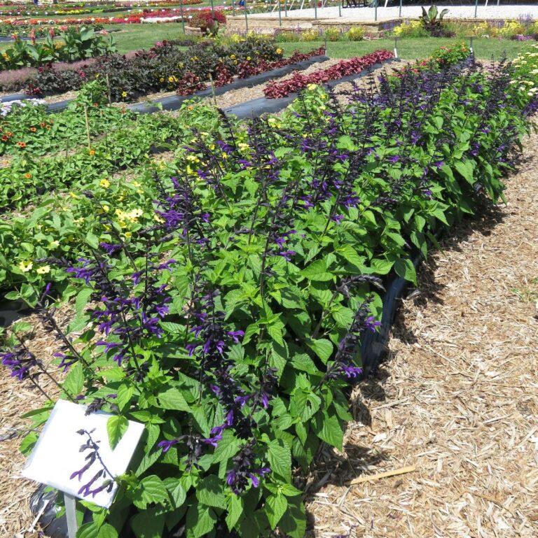 Salvia Rockin Deep Purple - View 10 from www redcrocus com
