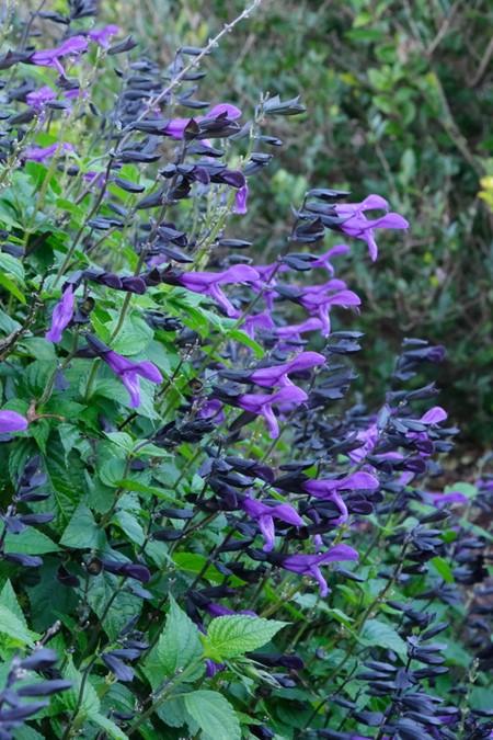 Salvia Rockin Deep Purple - View 11 from www redcrocus com