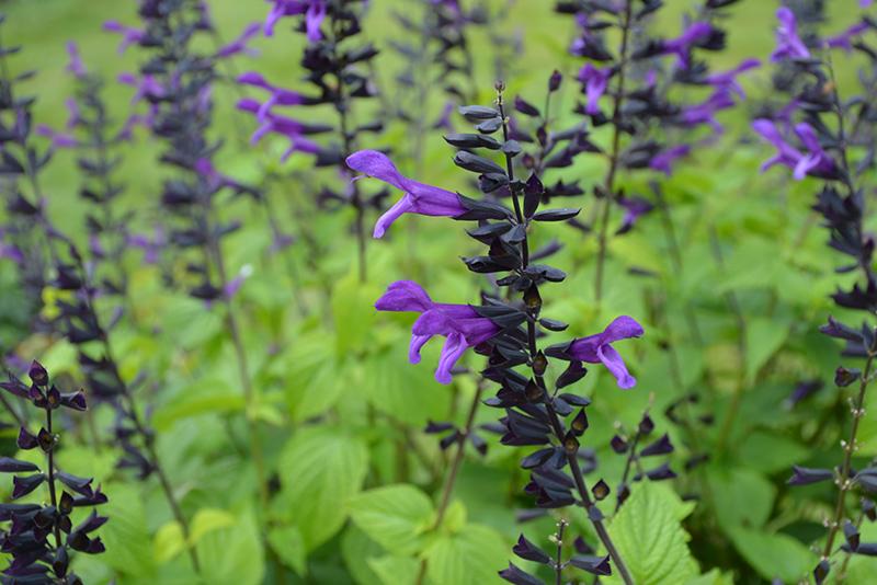 Salvia Rockin Deep Purple - View 12 from www redcrocus com