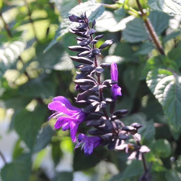 Salvia Rockin Deep Purple - View 13 from www redcrocus com