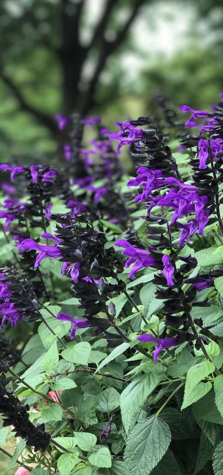 Salvia Rockin Deep Purple - View 14 from www redcrocus com