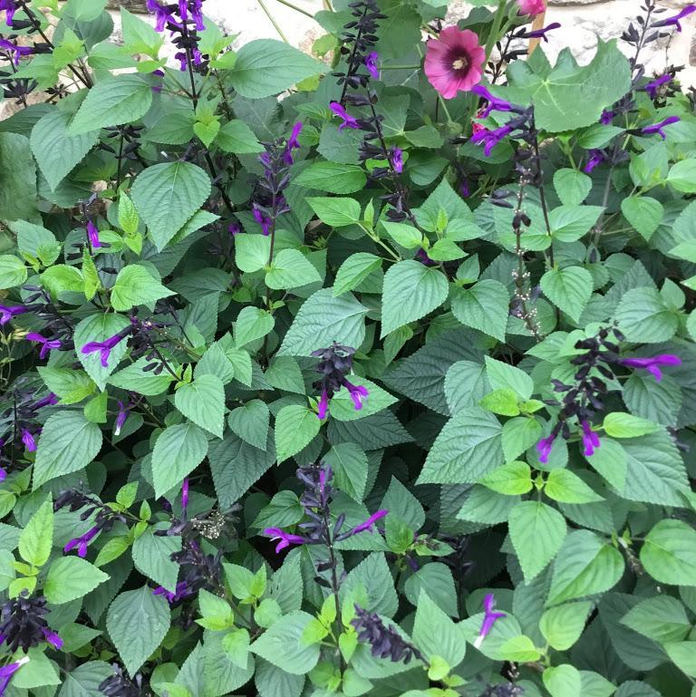 Salvia Rockin Deep Purple - View 15 from www redcrocus com
