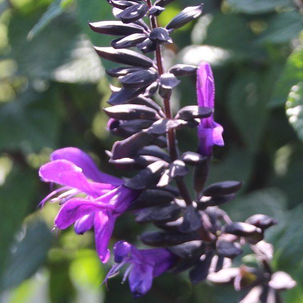 Salvia Rockin Deep Purple - View 16 from www redcrocus com
