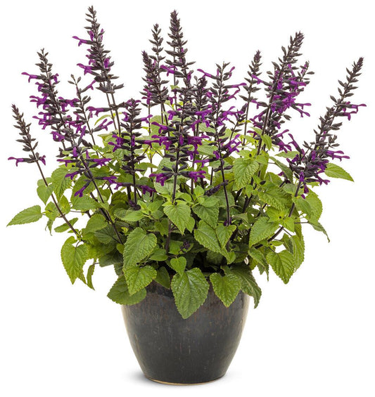 Salvia Rockin Deep Purple - View 1 from www redcrocus com